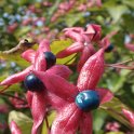 Clerodendron trichotomum calice et fruit